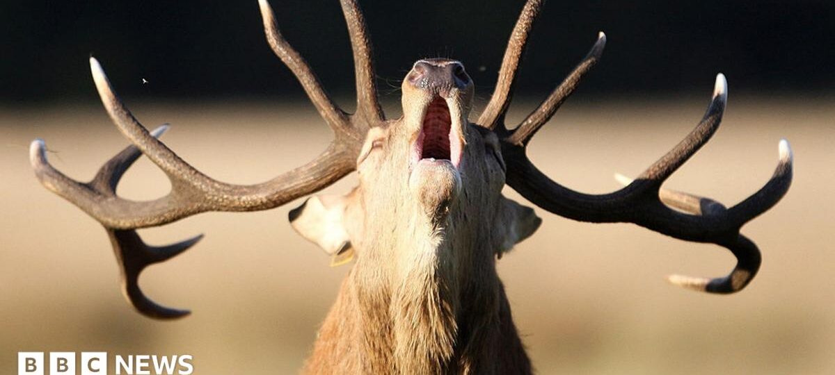 Why is feeding deer in the Royal Parks dangerous?