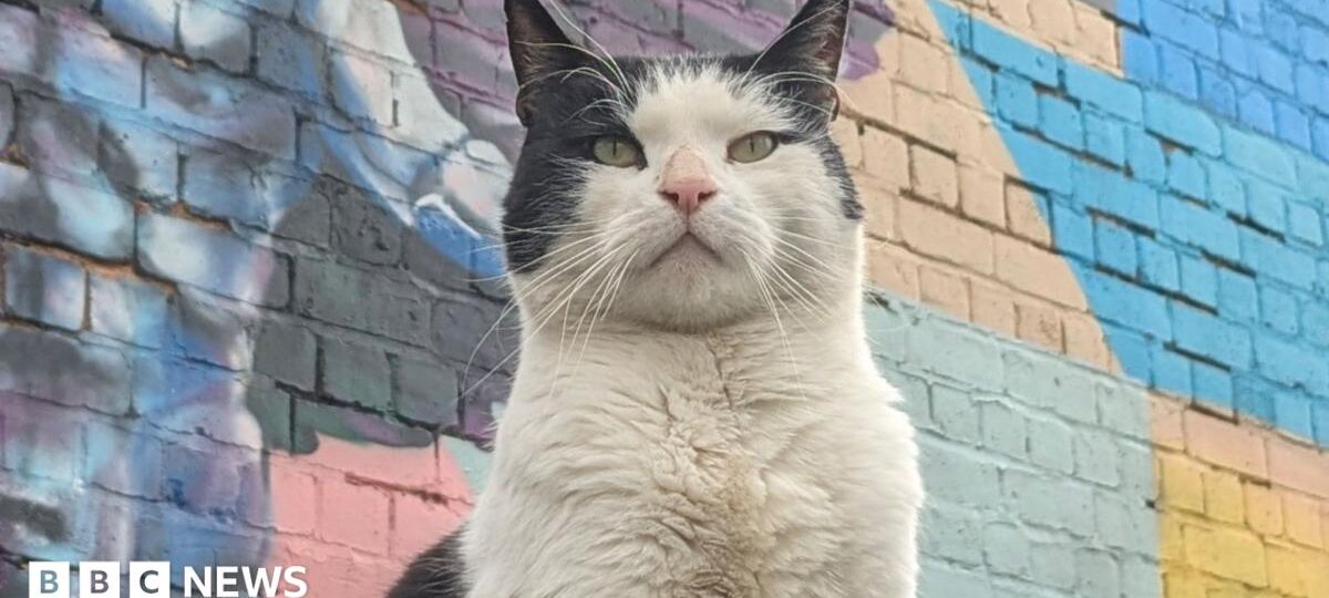 Stray cats showing up at raves, gigs and pubs now have own merchandise