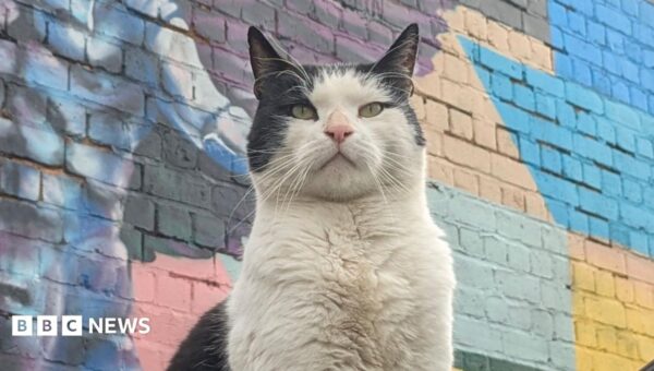 Stray cats showing up at raves, gigs and pubs now have own merchandise