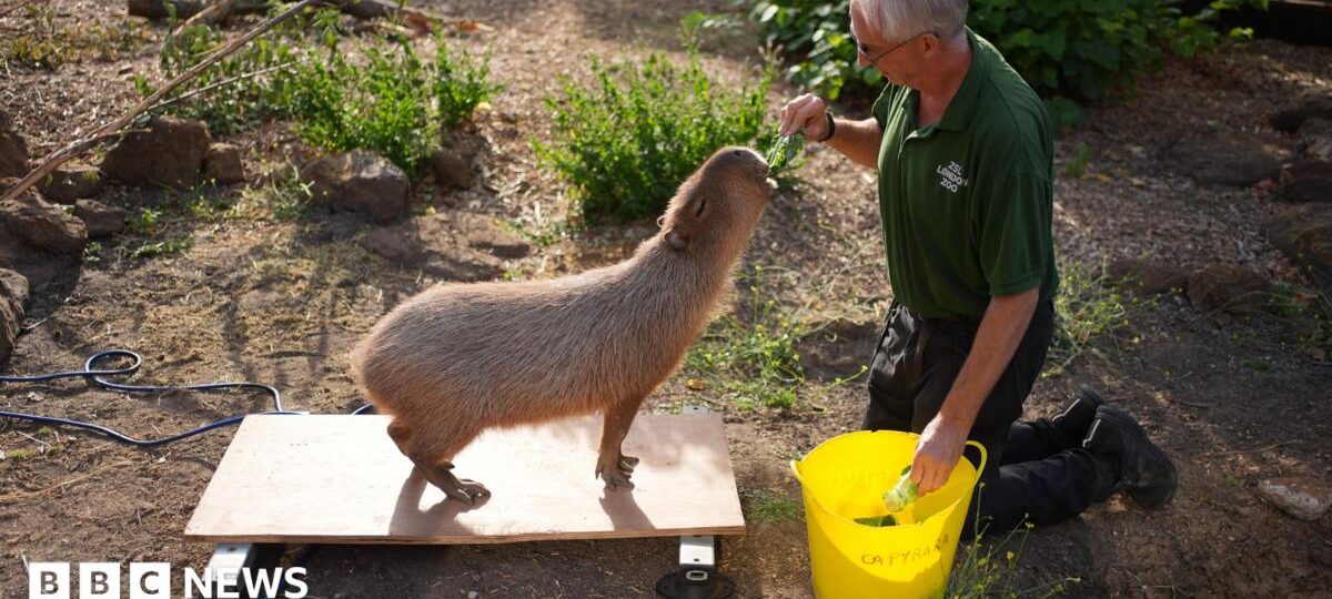 London Zoo animals hop on scales for weigh-in