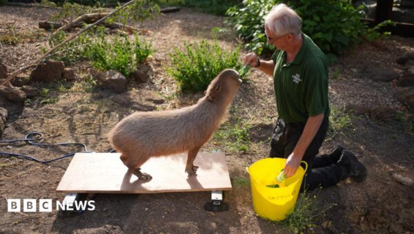London Zoo animals hop on scales for weigh-in