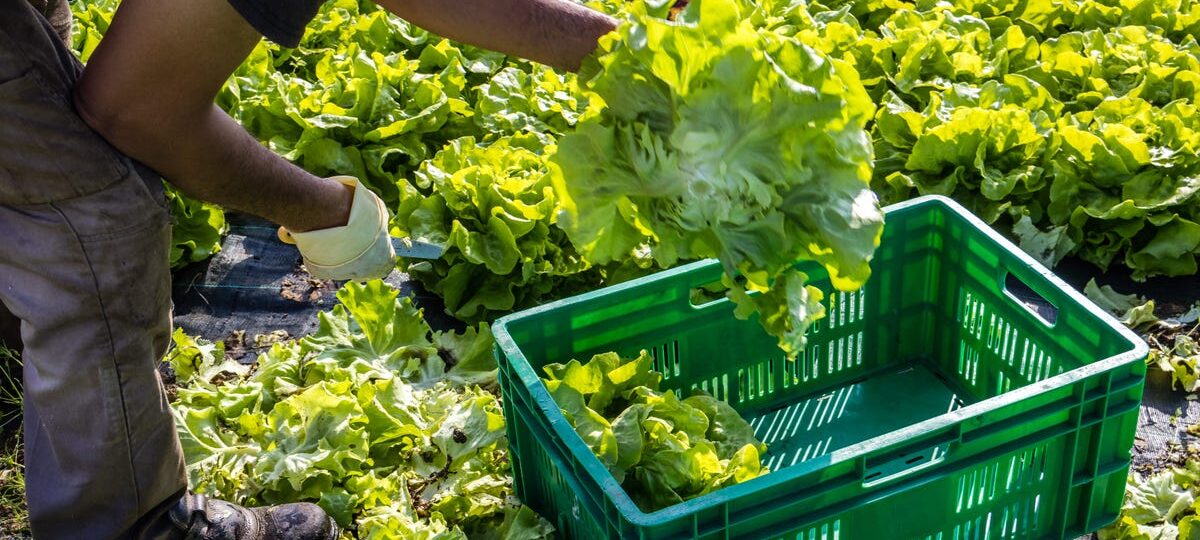 Michigan reports first 2 deaths linked to cyclospora outbreak