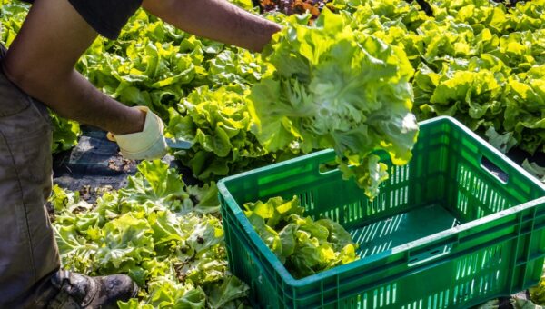 Michigan reports first 2 deaths linked to cyclospora outbreak