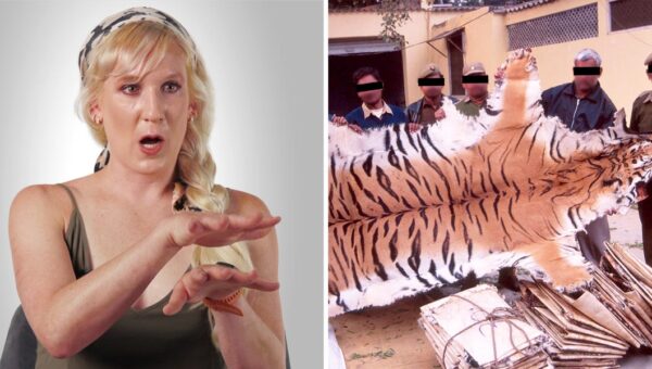 How illegal wildlife poaching actually works, according to an undercover investigator