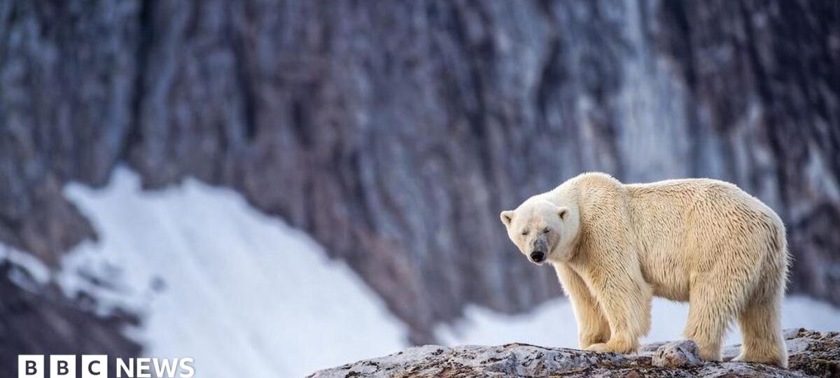 Person fined after using foghorn to wake sleeping polar bear