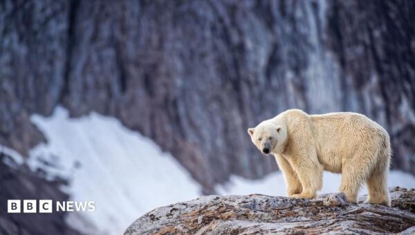 Person fined after using foghorn to wake sleeping polar bear