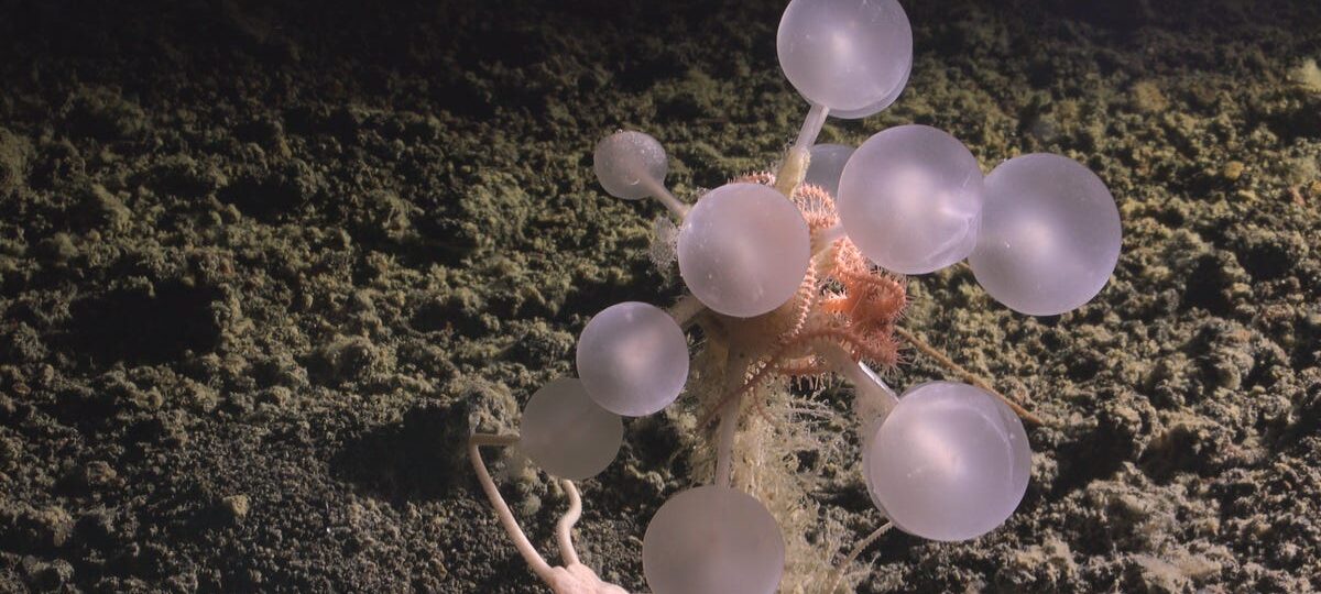25 bizarre creatures from the bottom of the ocean that look like aliens