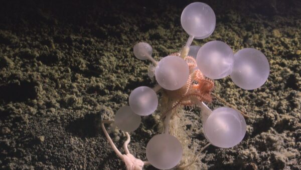 25 bizarre creatures from the bottom of the ocean that look like aliens