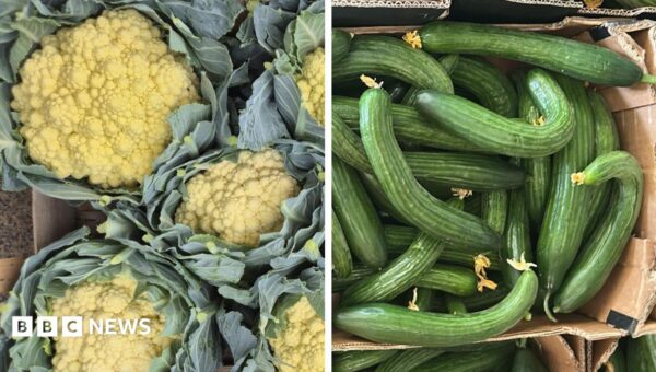 Sun-tanned cauliflowers and knobbly spuds – the heatwave veg that’s good to eat