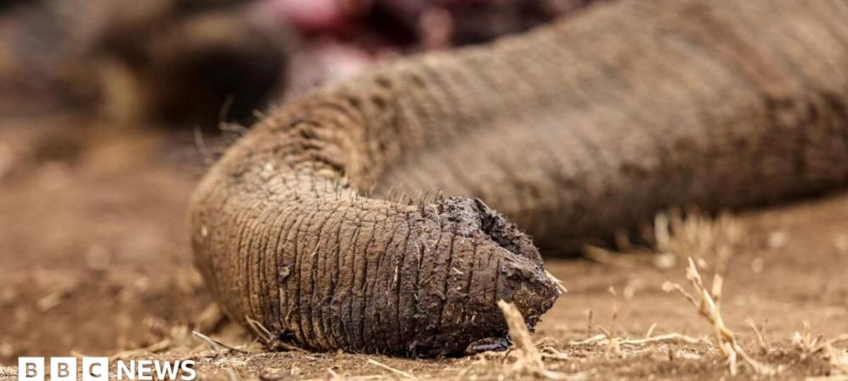 Four arrested over suspected poisoning of elephants in Kenya