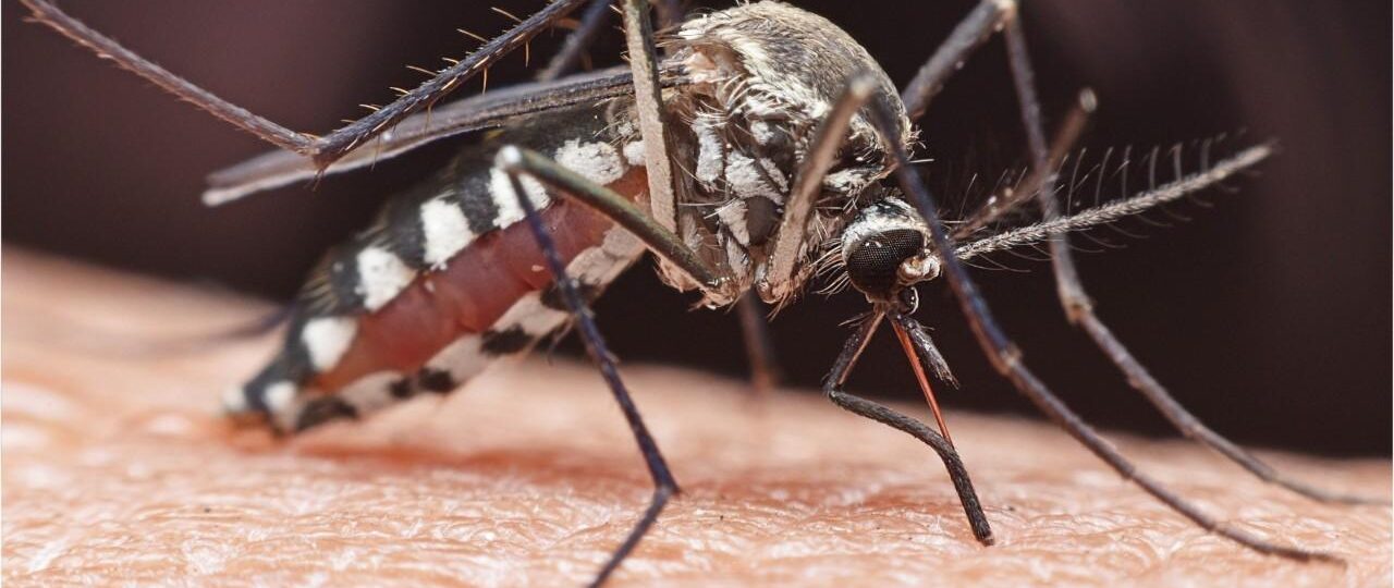 Mosquitoes suspected from Africa arrive in Germany, kill two workers