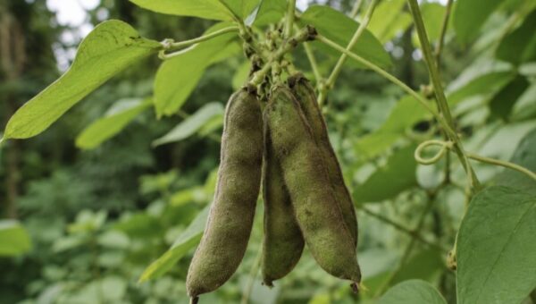 Ancient Ingredients, Modern Minds: Why Students and Founders Are Turning to Velvet Bean