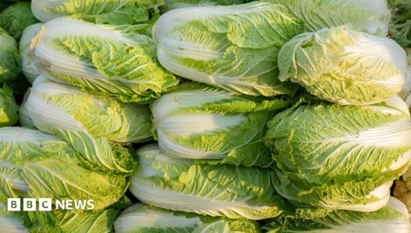 China probes use of formaldehyde to keep cabbages fresh