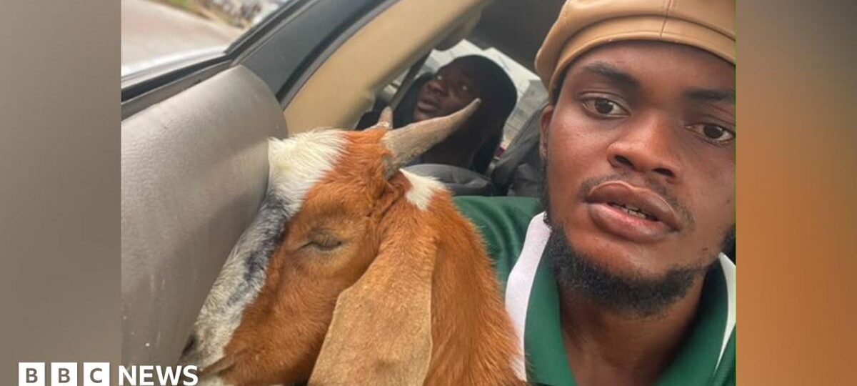 The goat is now a celebrity - how this graduation gift went viral