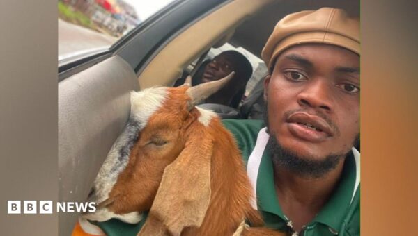 The goat is now a celebrity – how this graduation gift went viral