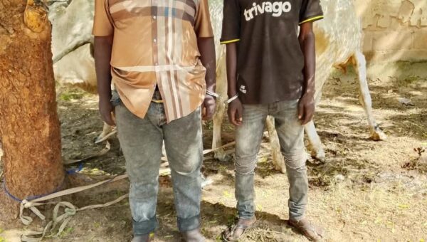 Bauchi police arrest two over alleged cattle theft, attempted bribery