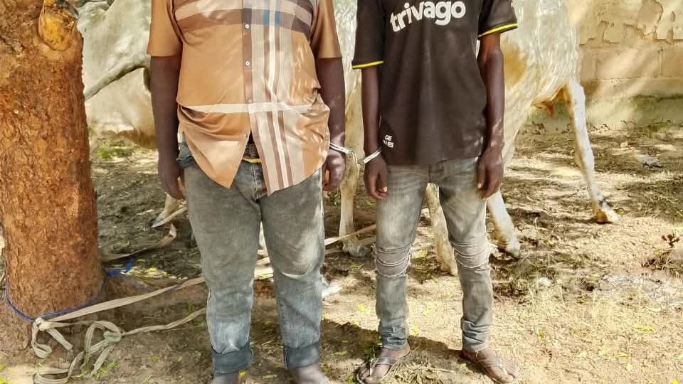 Bauchi police arrest two over alleged cattle theft, attempted bribery
