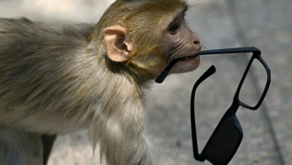 No monkey business: India 'whisperers' guard world championships