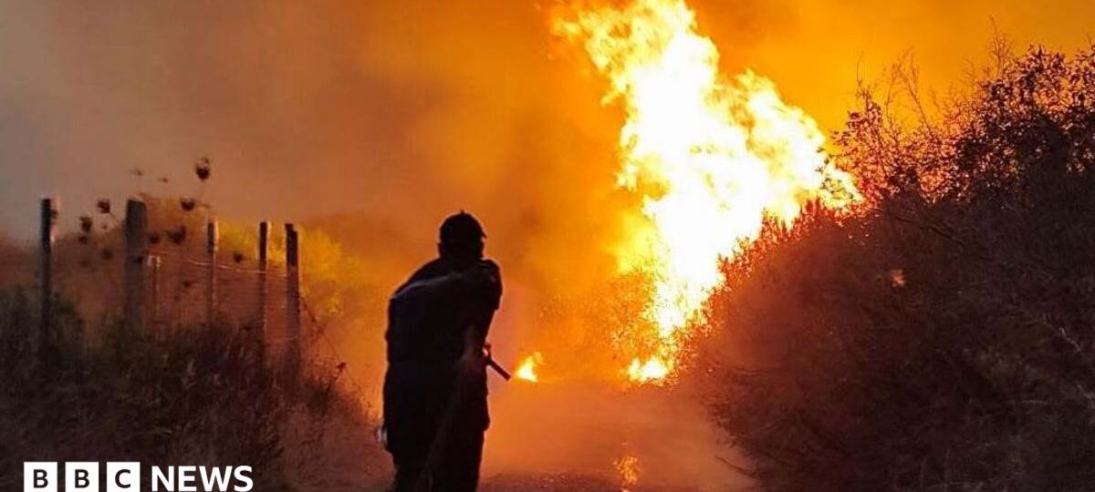 Algeria president seeks death penalty for arsonists after deadly forest fires