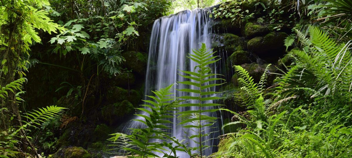 I've lived in Florida for over 25 years. Skip the major cities and spend time in these 5 gorgeous state parks instead.