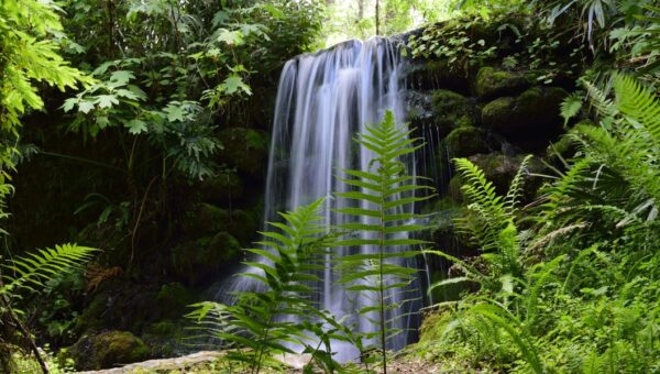 I've lived in Florida for over 25 years. Skip the major cities and spend time in these 5 gorgeous state parks instead.