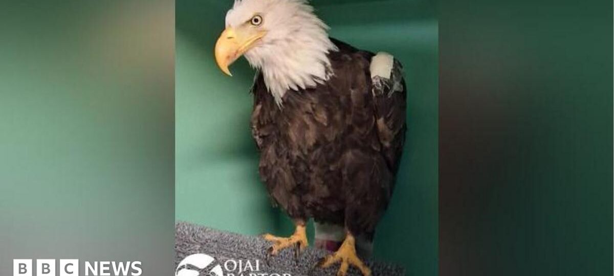 Jackie, the famous California bald eagle, dies after weeks of intensive care