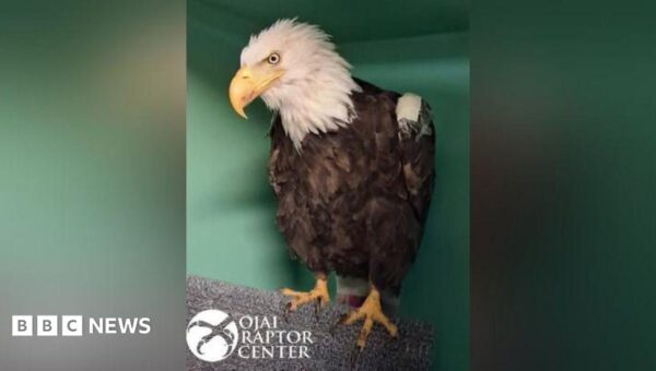 Jackie, the famous California bald eagle, dies after weeks of intensive care