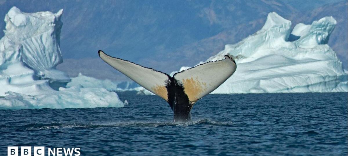 Giant whales move into Greenland waters as ice disappears