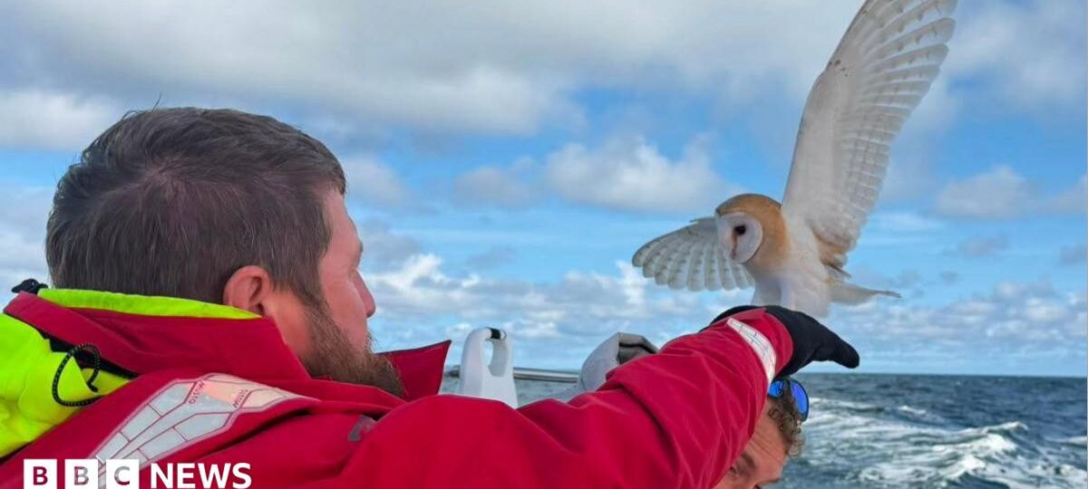 Collapsed owl saved by soldiers 70 miles out at sea