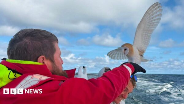 Collapsed owl saved by soldiers 70 miles out at sea