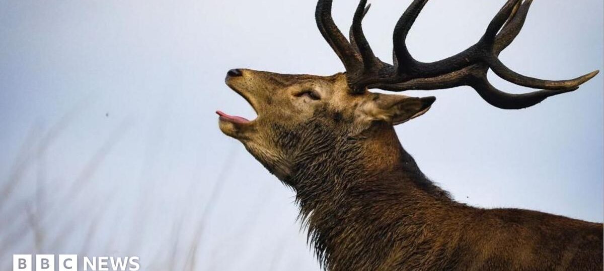 Stag put down after attacking man in Richmond Park