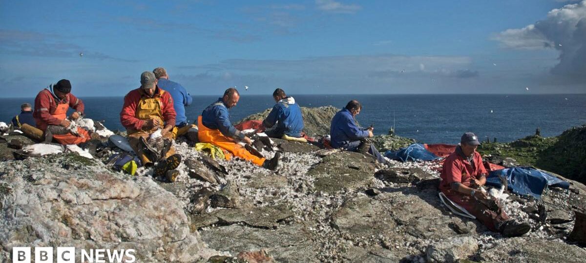 Scottish islanders refused permission to stage annual seabird chicks hunt