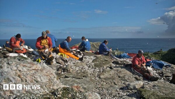 Scottish islanders refused permission to stage annual seabird chicks hunt