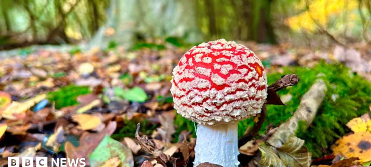Internet fungi foragers told 'click, don't pick'