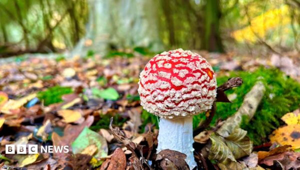 Internet fungi foragers told ‘click, don’t pick’