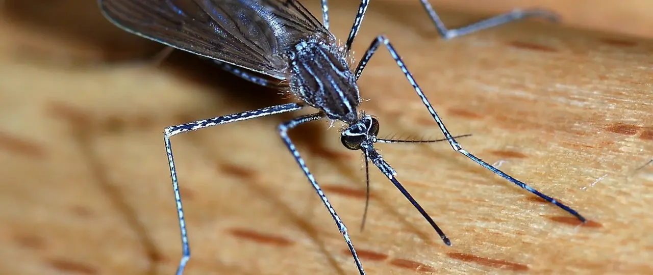 Nosimot Soneye: Malaria, the preventable killer we must no longer ignore