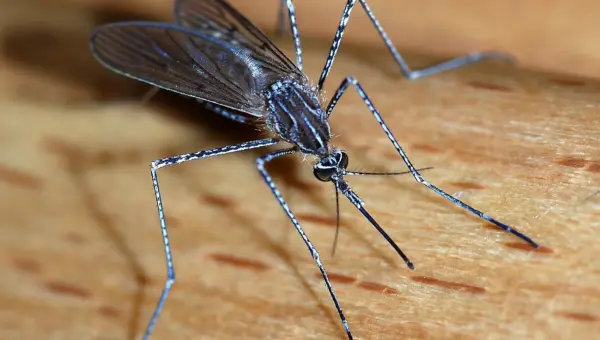 Nosimot Soneye: Malaria, the preventable killer we must no longer ignore