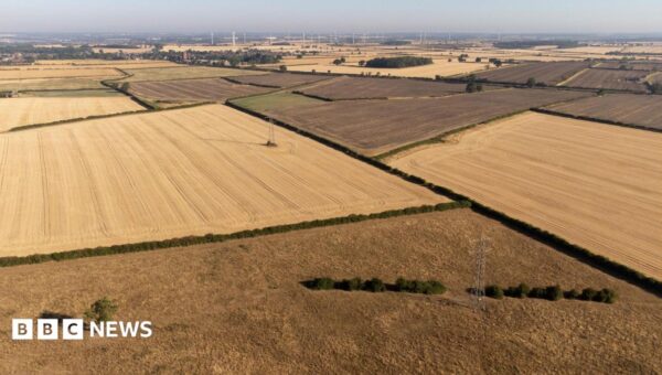 Continued drought could cause shortage of certain foods, head of farmers’ union says
