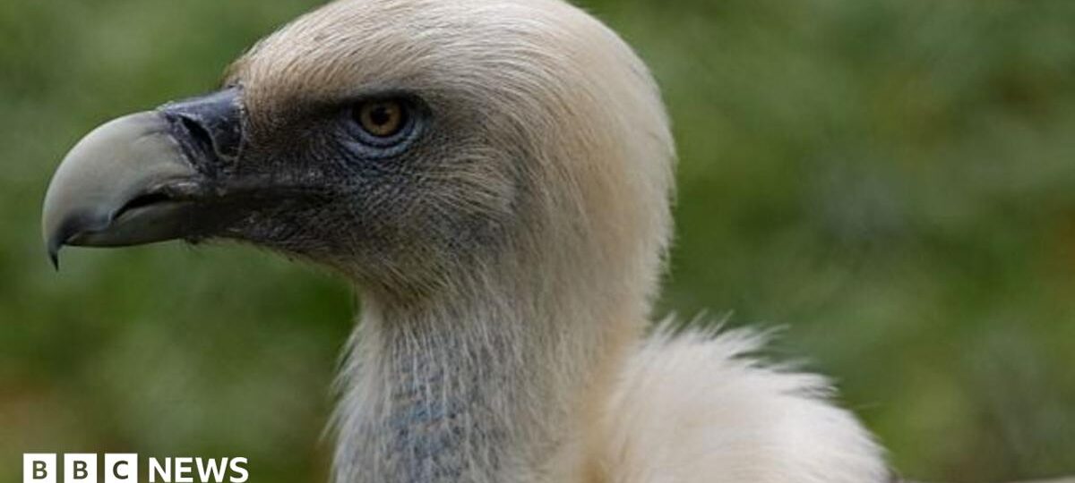 Vultures are disappearing in Nigeria - but the 'Vulture King' is fighting to reverse the trend