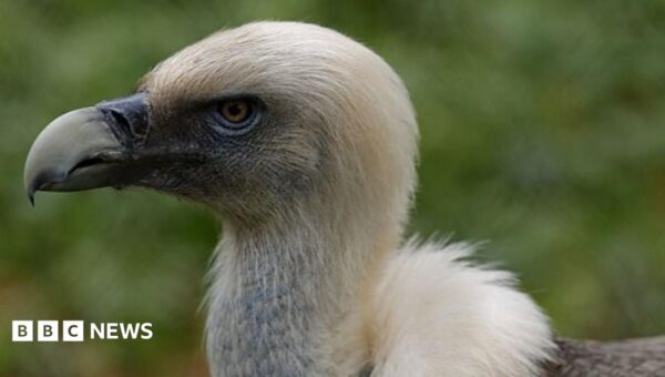 Vultures are disappearing in Nigeria – but the ‘Vulture King’ is fighting to reverse the trend