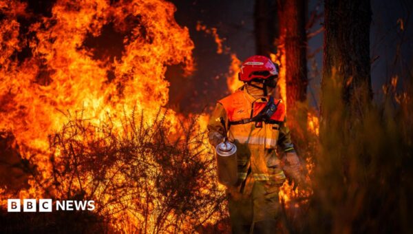Hundreds arrested over French wildfires, but who is to blame?