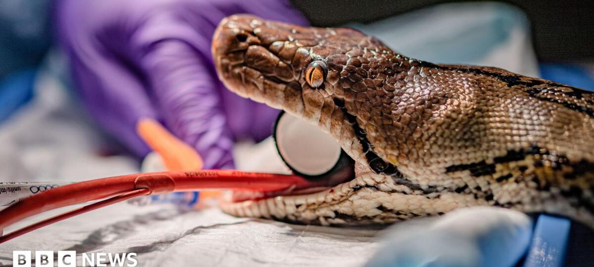Snake undergoes 'world-first' human cancer therapy