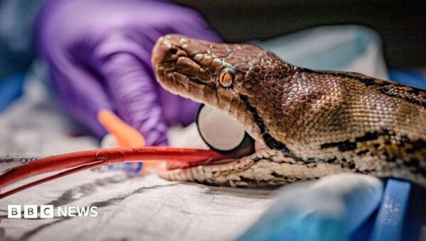 Snake undergoes ‘world-first’ human cancer therapy