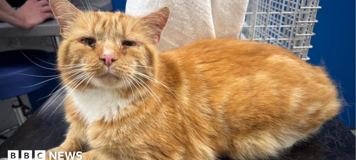 Missing cat found 100 miles away in feral colony