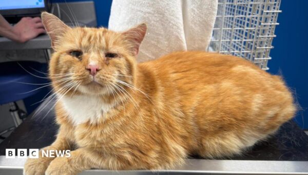 Missing cat found 100 miles away in feral colony