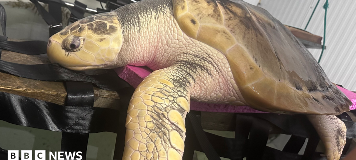 Rare turtle to be sent back home in 5,000-mile 'incredibly emotional' trip