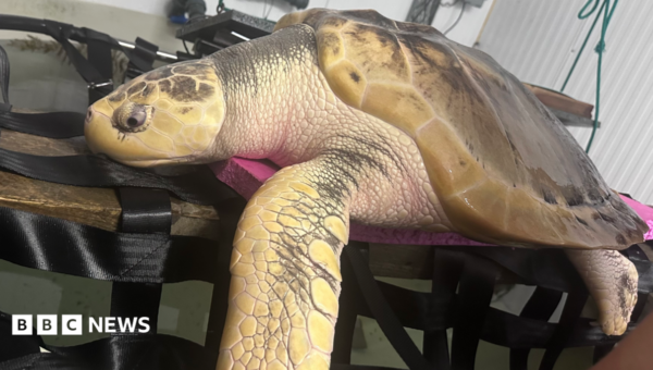 Rare turtle to be sent back home in 5,000-mile ‘incredibly emotional’ trip