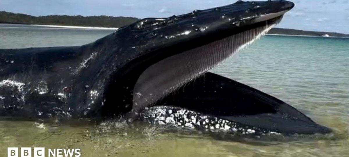 Young girl finds whale stranded on Australian beach