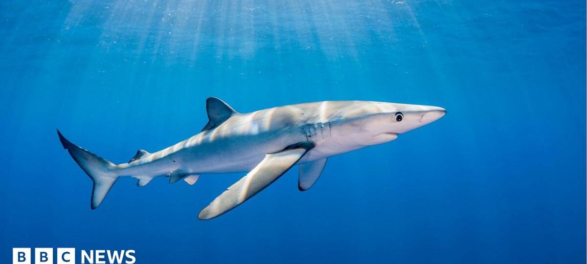 'The fish is in the right' says man bitten by blue shark while angling