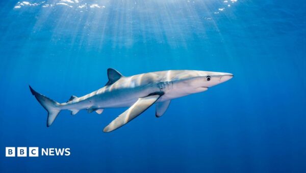 ‘The fish is in the right’ says man bitten by blue shark while angling